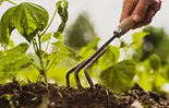 Agricultura